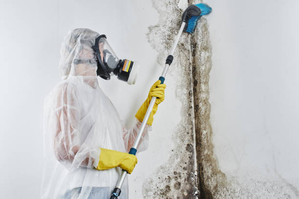 Best White Mold Remediation in Rossville, IN