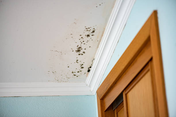 Best Kitchen Mold Remediation in Rossville, IN