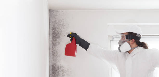 Best Commercial Mold Remediation in Rossville, IN