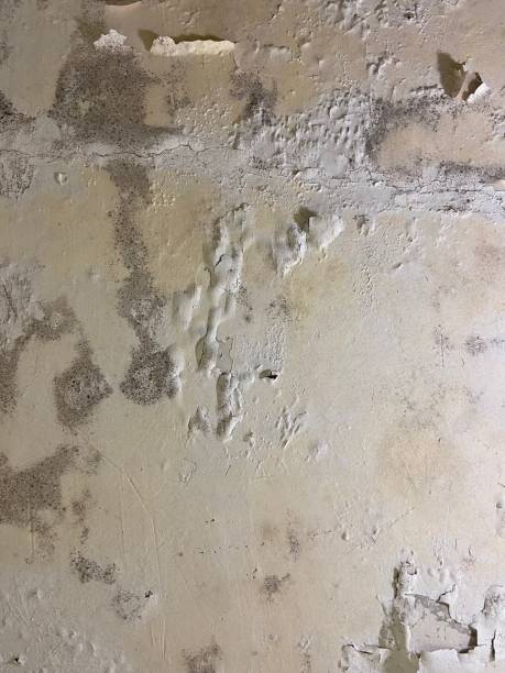 Best Crawl Space Mold Remediation in Rossville, IN