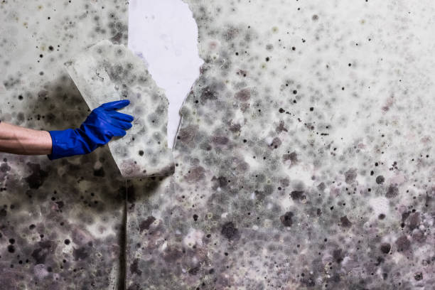 Best Crawl Space Mold Remediation in Rossville, IN