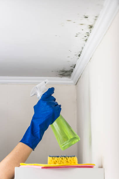 Best Black Mold Remediation in Rossville, IN
